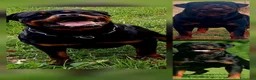 Rottweiler cani in vendita: Cuccioli rottweiler  - Annuncio 11