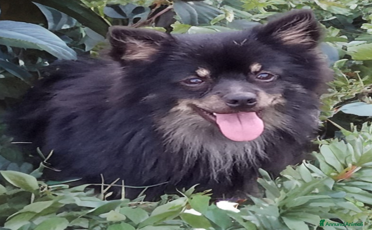 Volpino Pomerania cani a Provincia di Parma - Annuncio 1