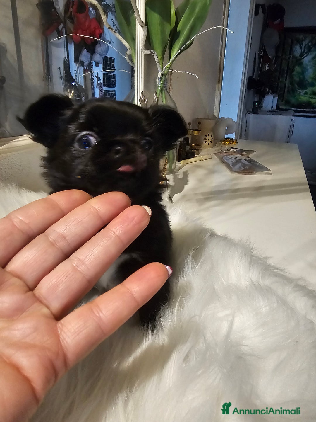 Chihuahua cani in vendita: Chihuahua pelo lungo  - Annuncio 6