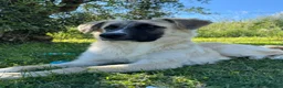 Meticcio cani in regalo: Cerchiamo urgente stallo casalingo postoperatorio  - Annuncio 9