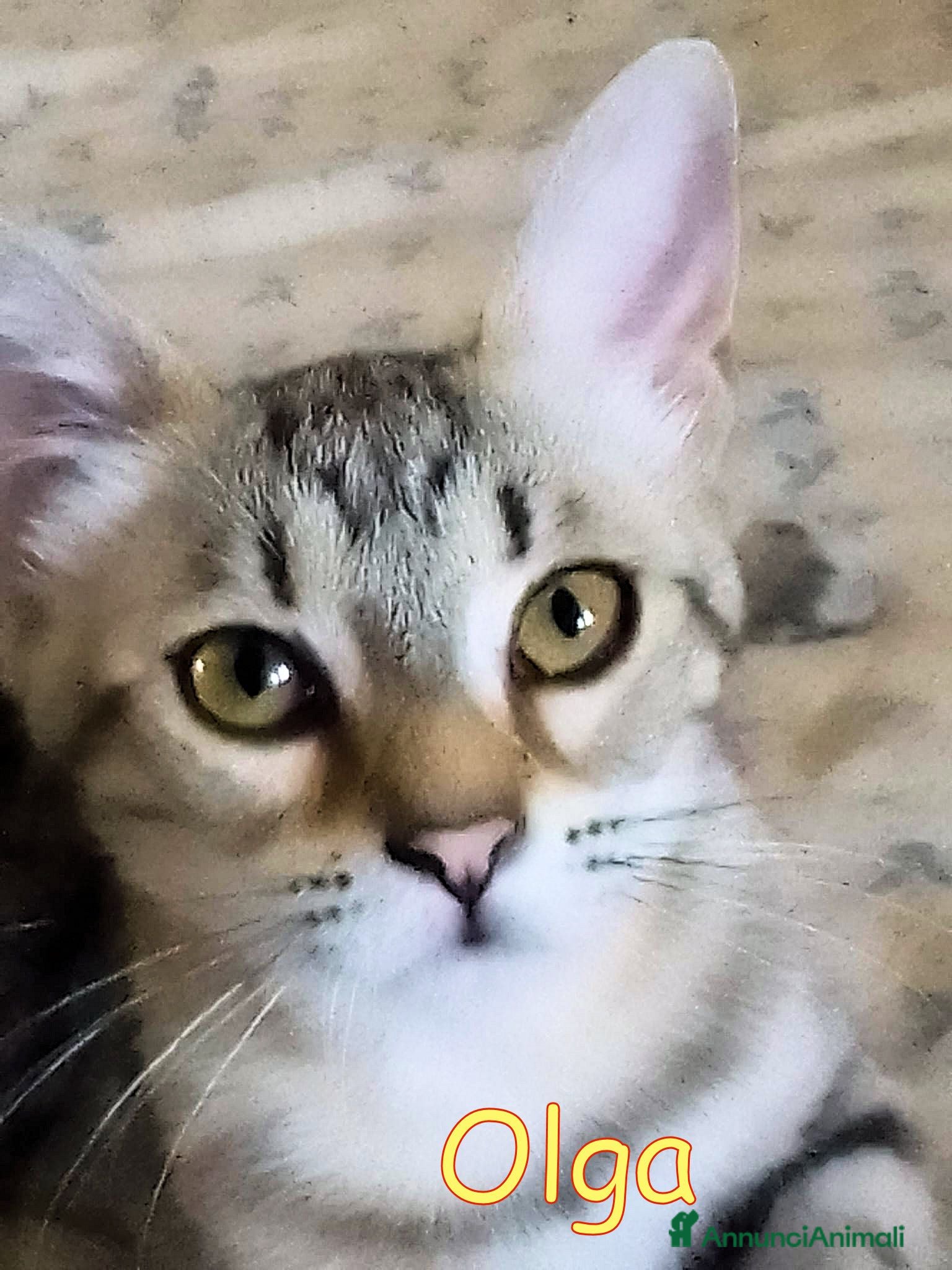Europeo gatti OLGA GATTINA SUPER AFFETTUOSA CERCA CASA - Annuncio 3
