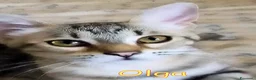 Europeo gatti in regalo: OLGA GATTINA SUPER AFFETTUOSA CERCA CASA - Annuncio 1