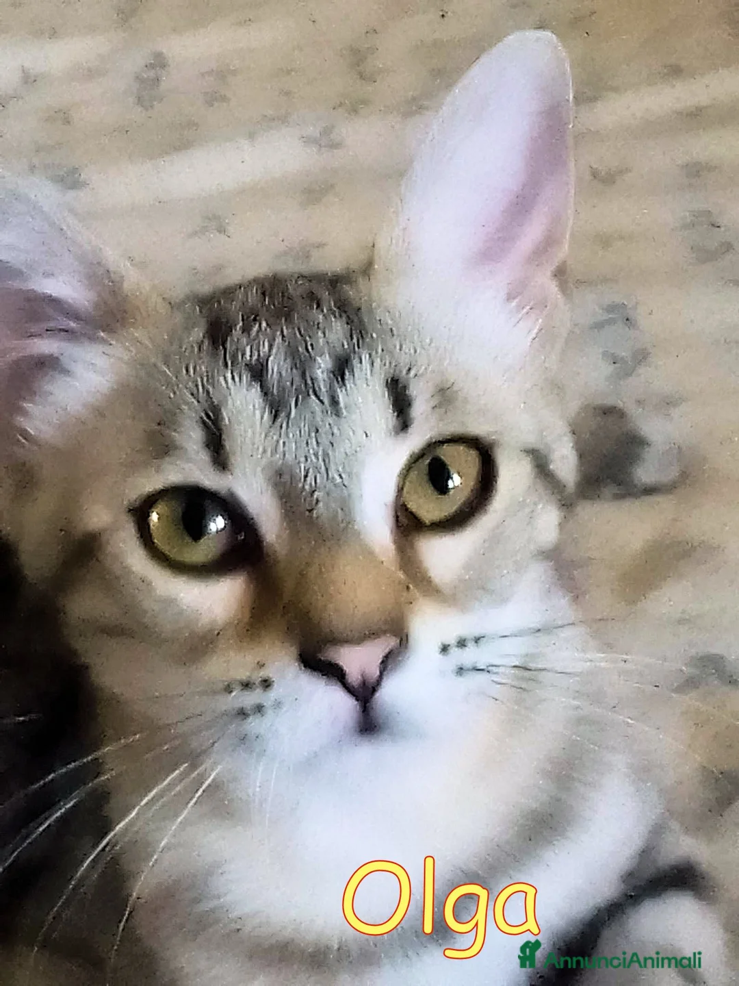 Europeo gatti in regalo: OLGA GATTINA SUPER AFFETTUOSA CERCA CASA - Annuncio 1
