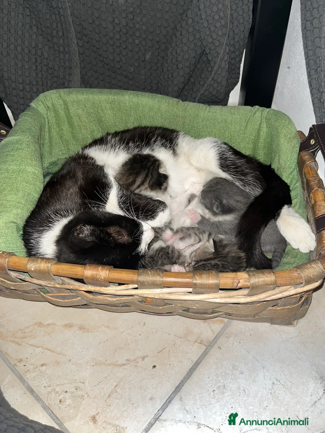 Meticcio gatti in regalo: Regalo gattini a Città Metropolitana di Bologna - Annuncio 7