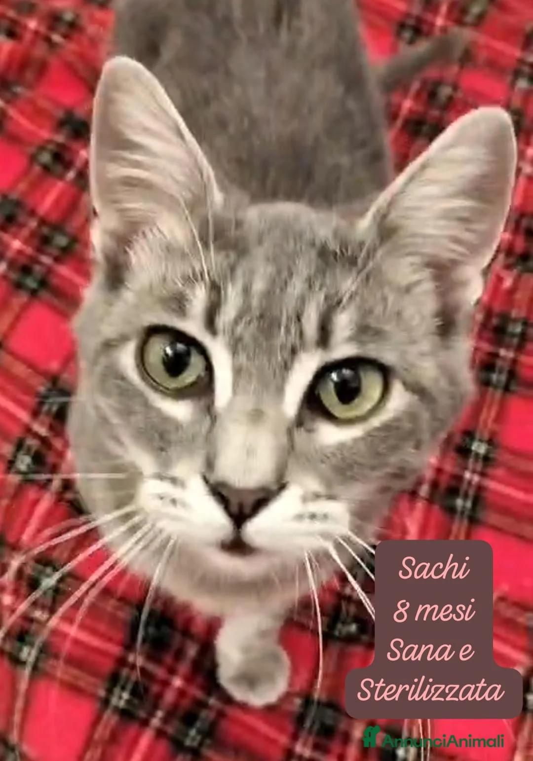 Europeo gatti in regalo: S.o.s. gattini invisibili da adottare  a Città Metropolitana di Bologna - Annuncio 2