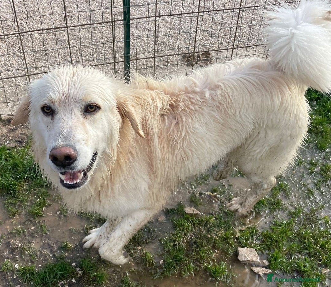 Meticcio cani in regalo: BELLO BUONO E TENERO : LUCKY - Annuncio 2