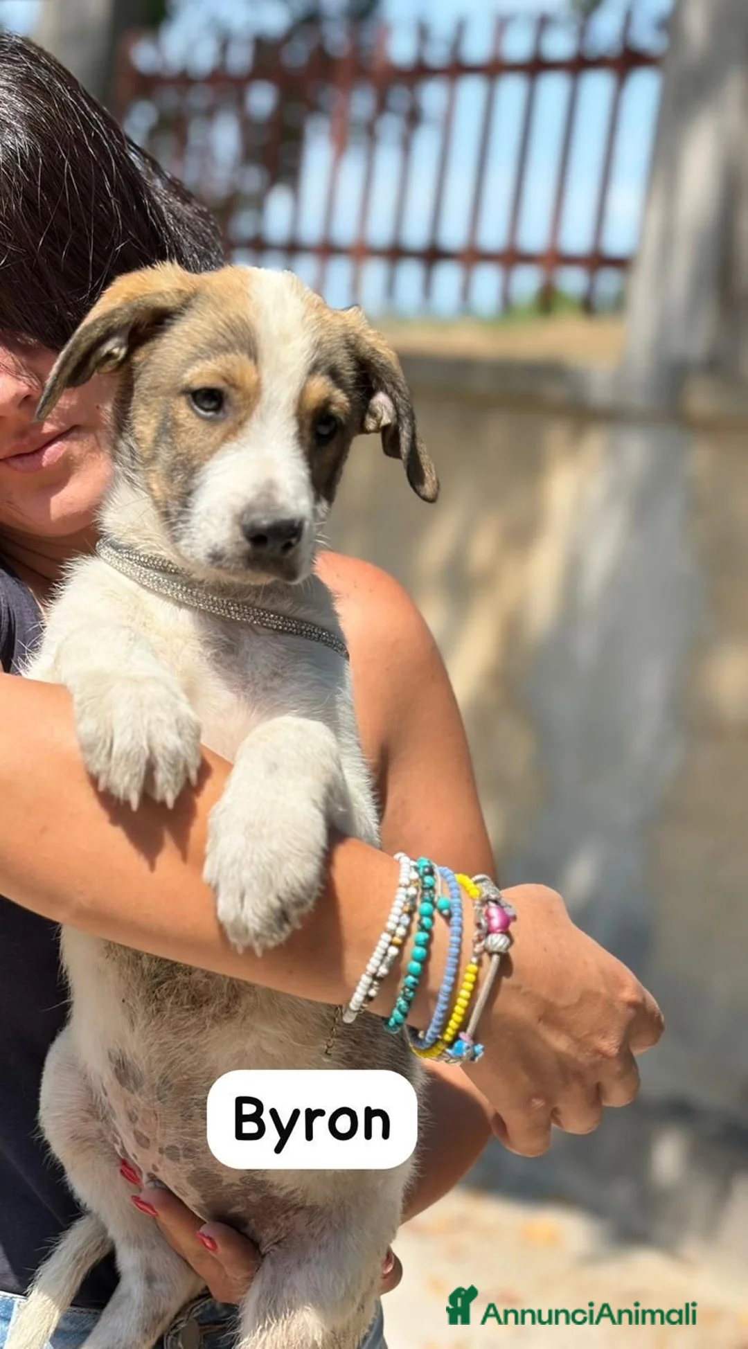 Meticcio cani in regalo: Byron 4mesi salvato oltre 1mese fa SIRACUSA - Annuncio 2