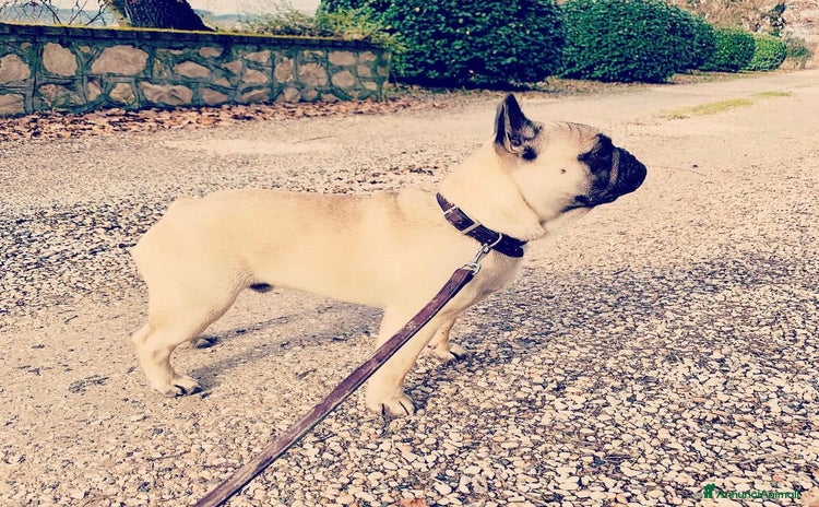 Bulldog Francese cani a Provincia di Perugia - Annuncio 1