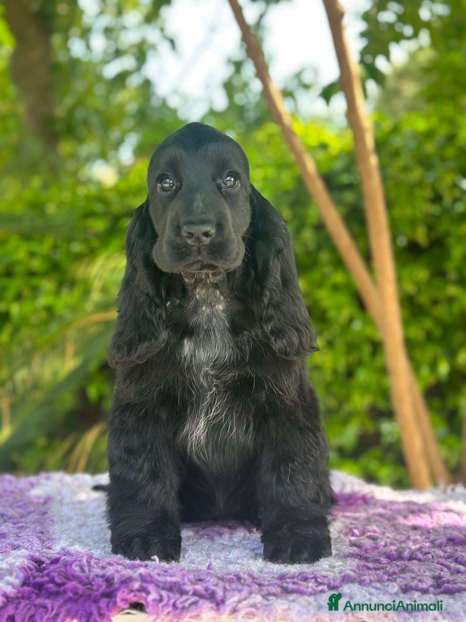 Cocker cani Cocker spaniel inglese  - Annuncio 3