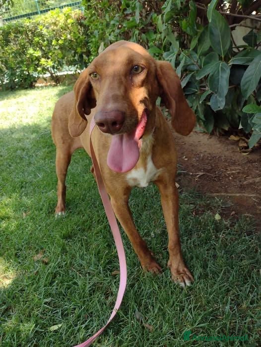 Segugio cani Molla - Annuncio 3