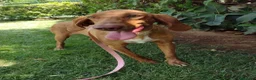 Segugio cani in regalo: Molla - Annuncio 1