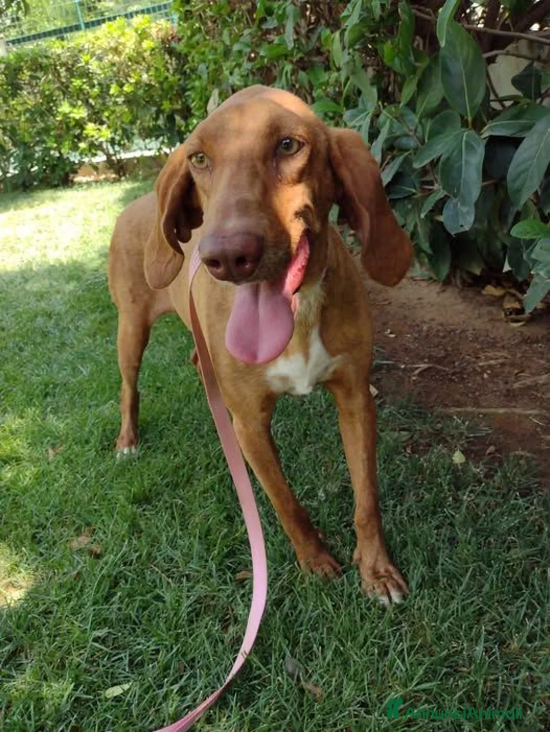 Segugio cani in regalo: Molla - Annuncio 1
