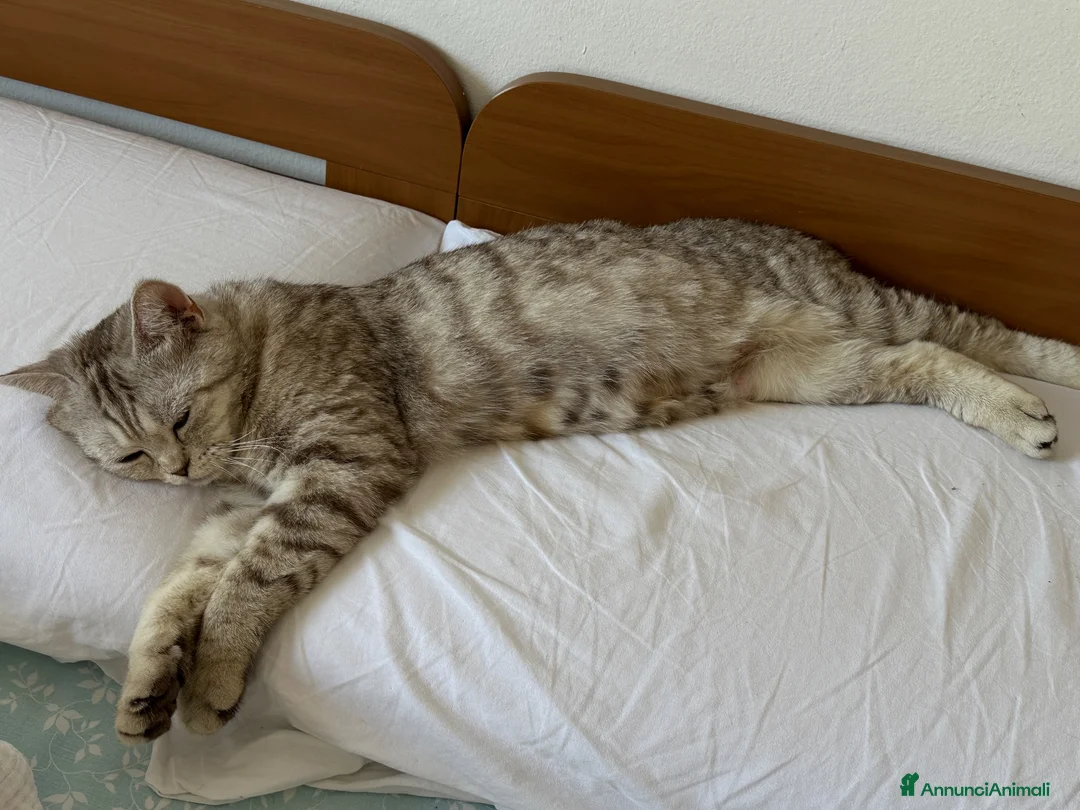 Scottish gatti in vendita: Impossibile non innamorarsi di lui! 🤎 - Annuncio 7