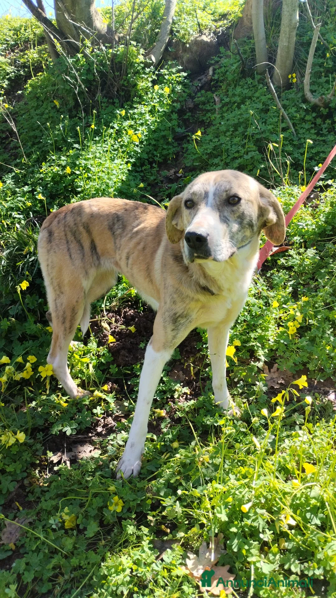 Meticcio cani in regalo: UNA FAMIGLIA PER TERRY - Annuncio 5