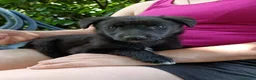 Meticcio cani in regalo: MARA & MIA, scricciole dolcissime! Amano i gatti! - Annuncio 6