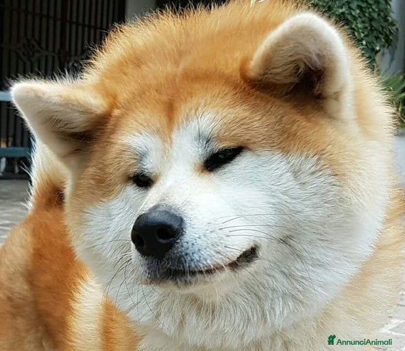 Immagine della galleria {{count}}