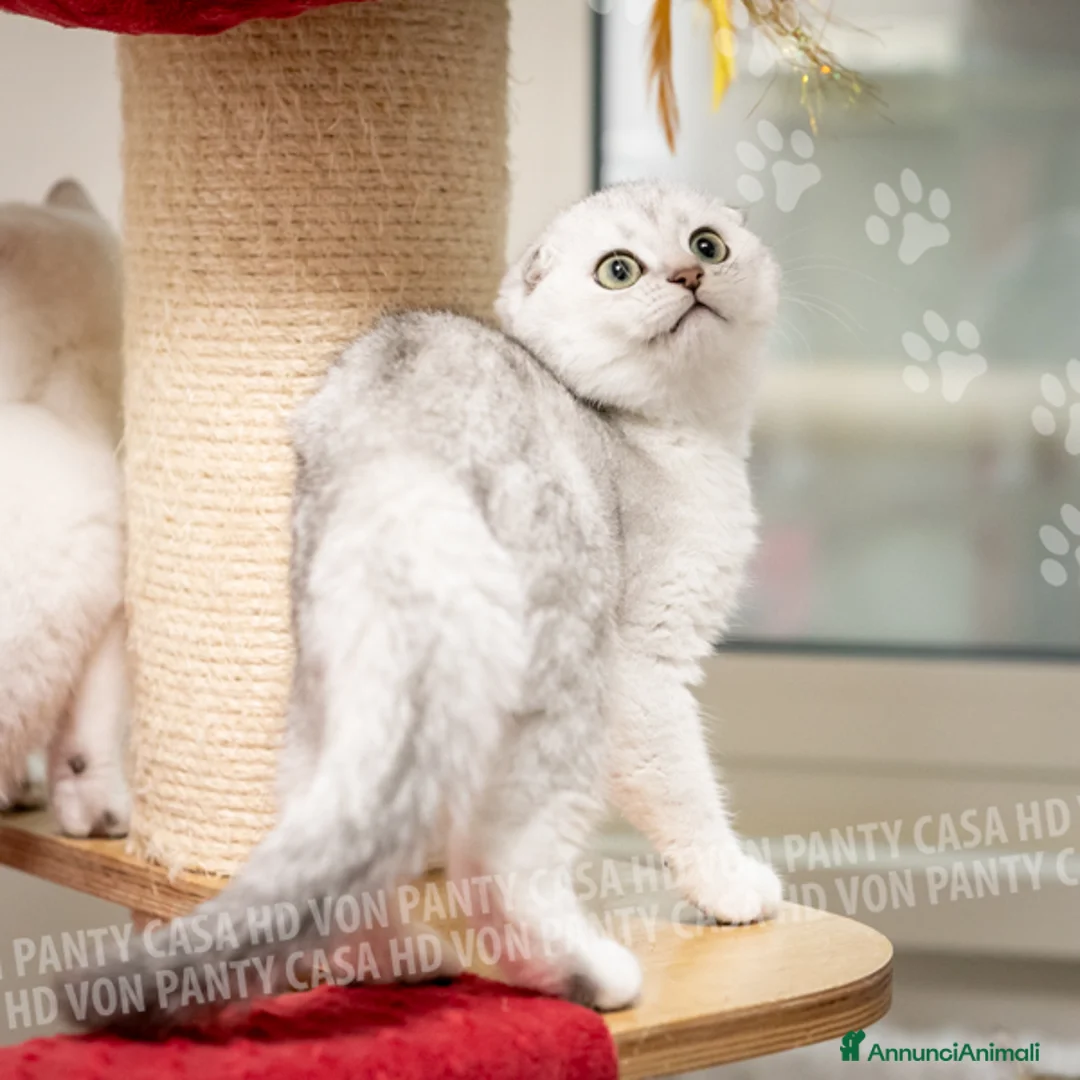Scottish gatti in vendita: Cucciole Scottish Fold - Annuncio 22