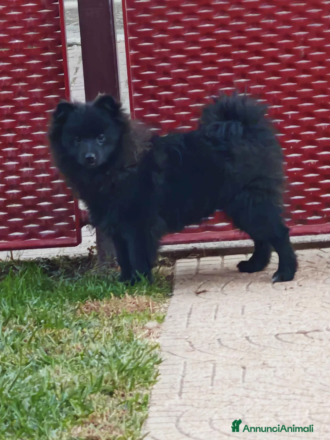 Spitz cani in vendita: Cucciolo spitz tedesco piccolo ( kleinspitz ) - Annuncio 2