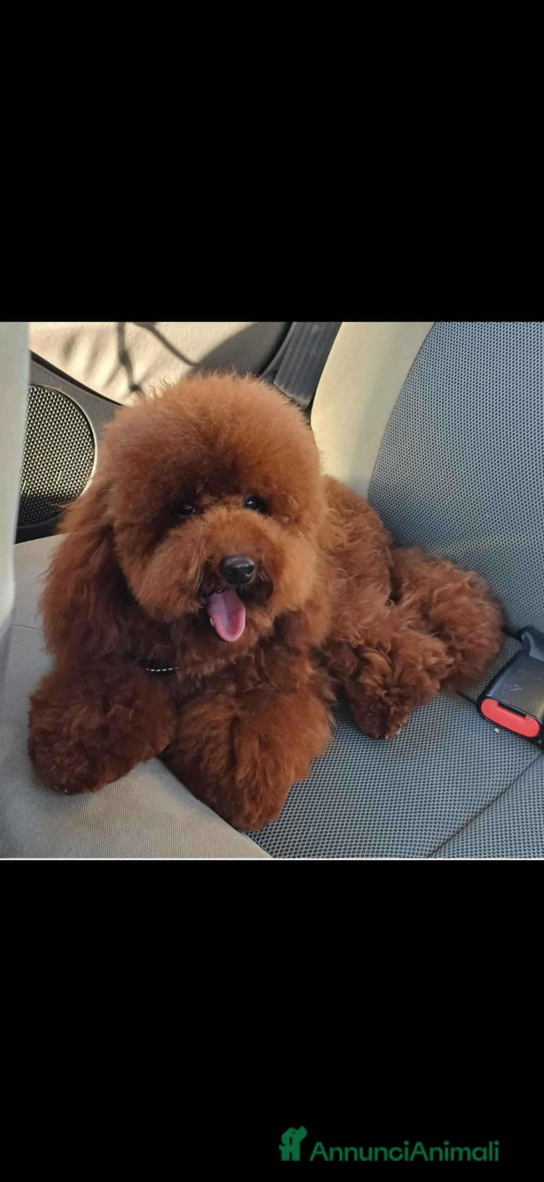 Barboncino Toy cani in vendita: Barboncino Toy Red disponibili - Annuncio 1