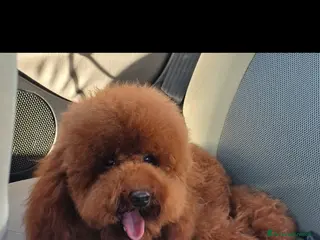 Barboncino Toy cani Barboncino Toy Red disponibili - Annuncio 10