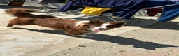 Border Collie cani in vendita: Border collie femmina - Annuncio 7