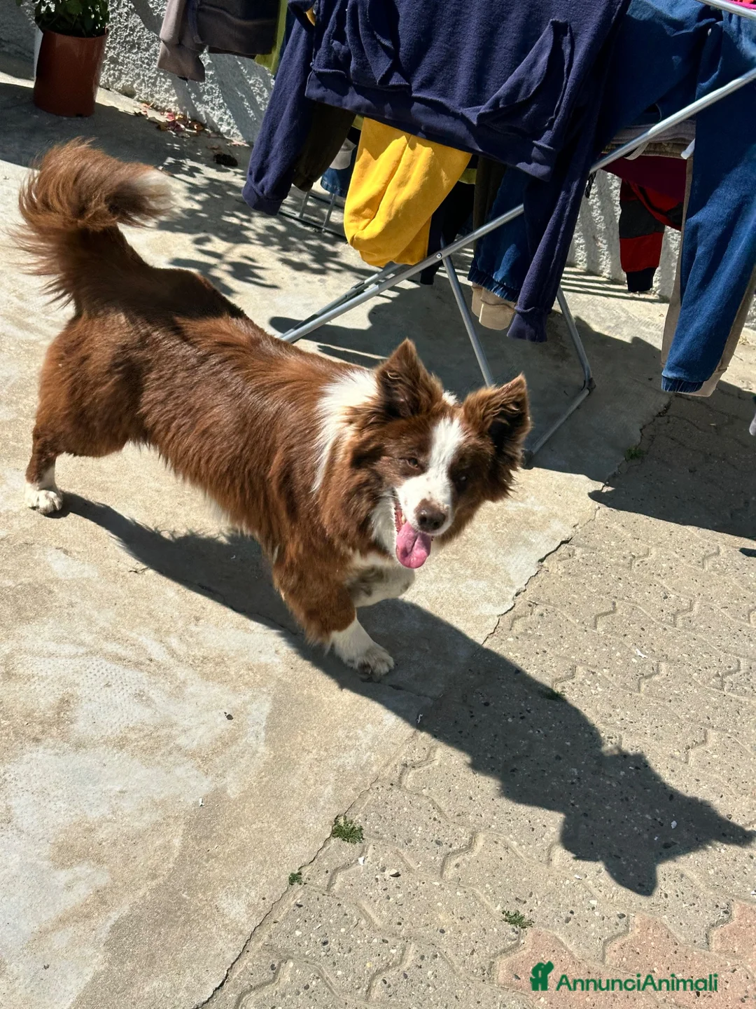 Border Collie cani in vendita: Border collie femmina - Annuncio 7