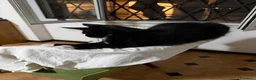 Maine Coon gatti in vendita: Maine Coon  - Annuncio 9