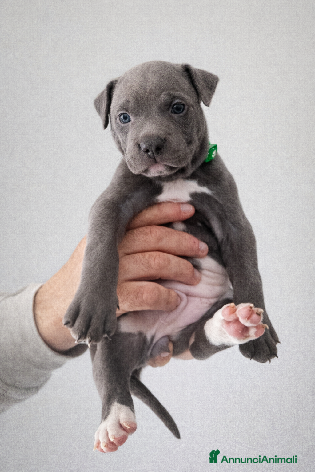 Pitbull cani Cuccioli American Pitbull Terrier - Annuncio 2