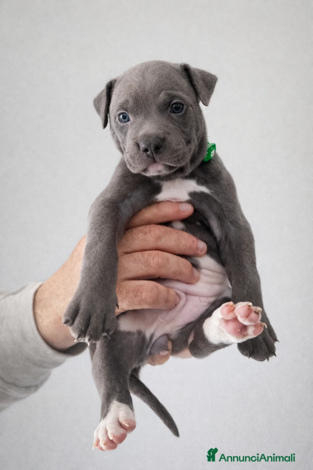 Pitbull cani in vendita: Cuccioli American Pitbull Terrier a Città Metropolitana di Torino - Annuncio 2