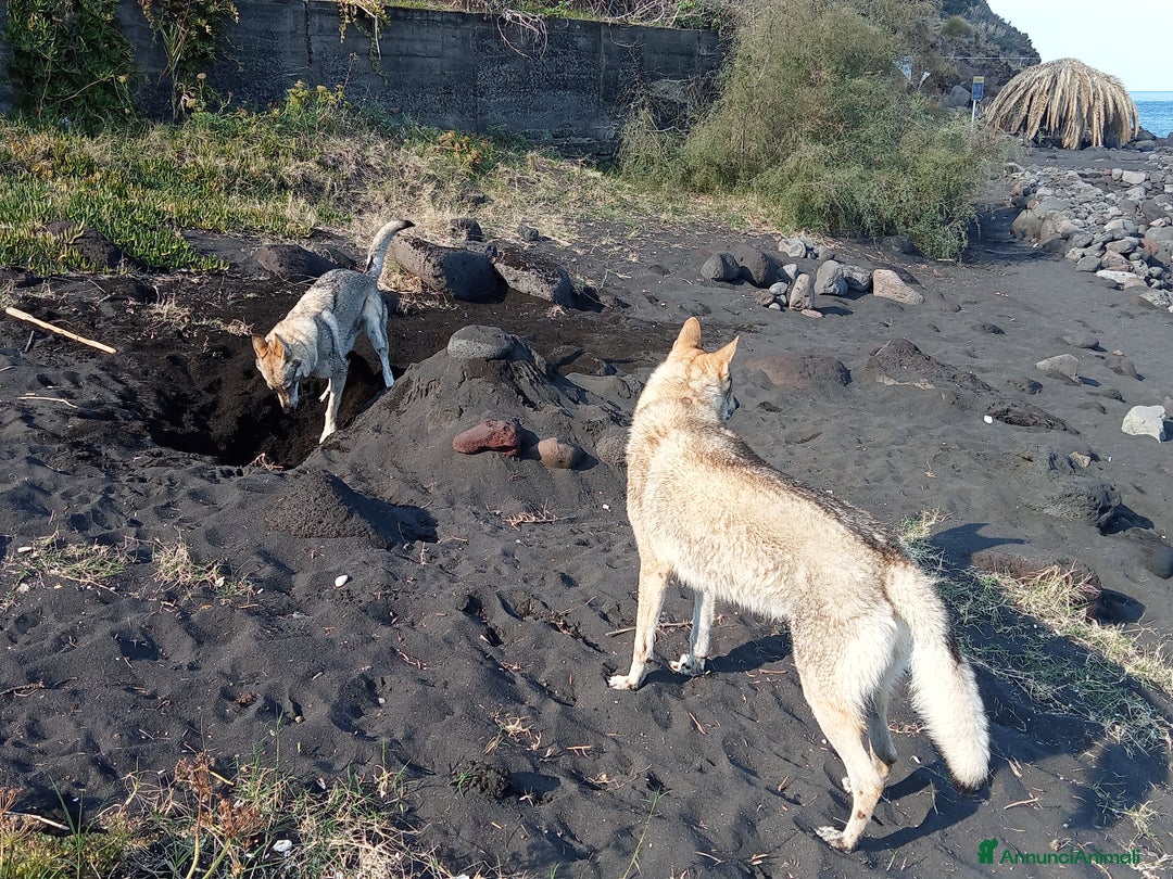 Lupo Cecoslovacco cani in regalo: LUPO CECOSLOVACCO - Annuncio 2