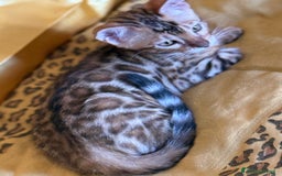 Bengala gatti in vendita: Bellissimi cuccioli  a Città metropolitana di Roma Capitale - Immagine 19