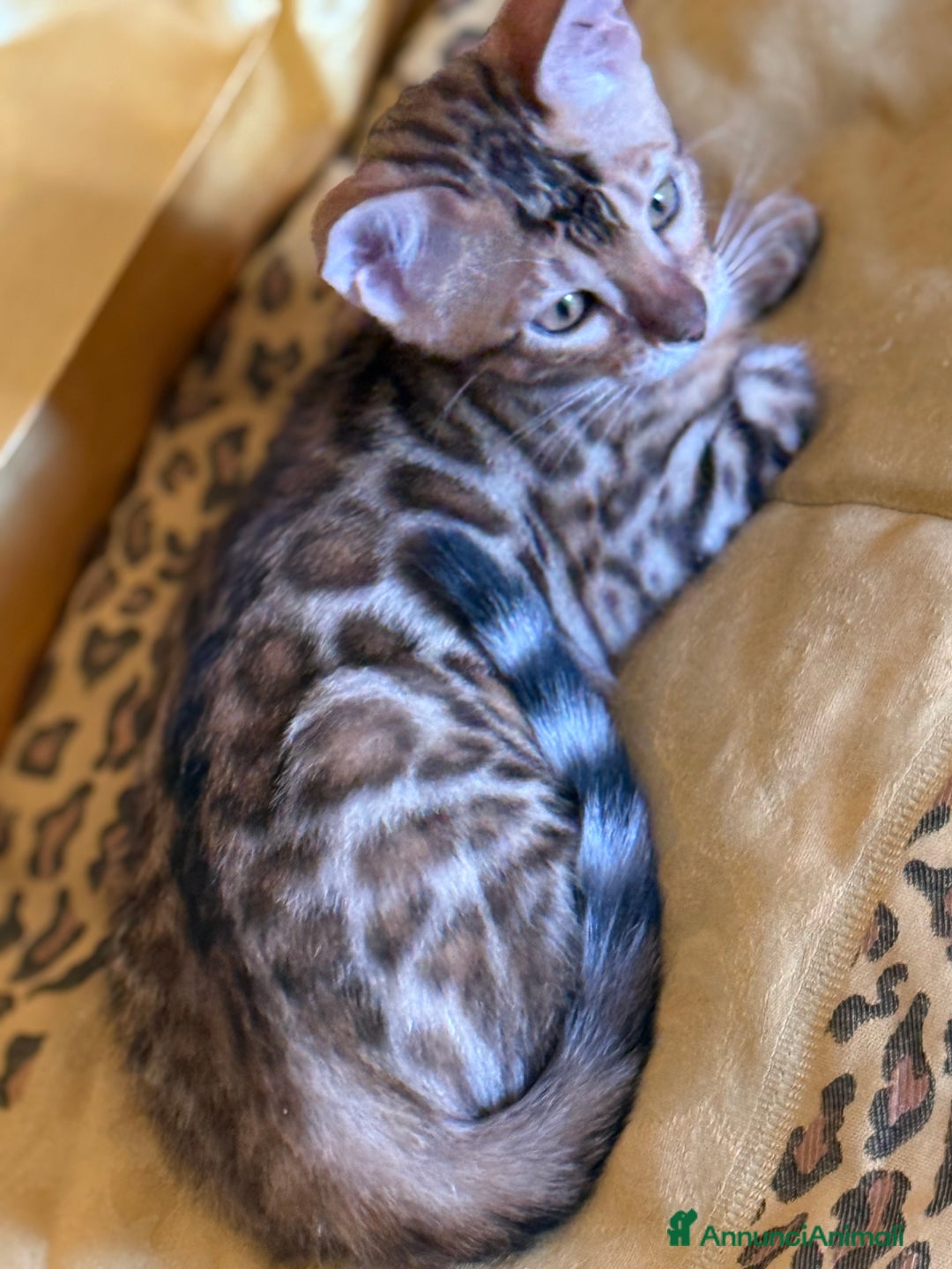 Bengala gatti in vendita: Bellissimi cuccioli  a Città metropolitana di Roma Capitale - Immagine 19