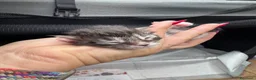 Maine Coon gatti in vendita: Splendidi cuccioli di Maine coon  - Annuncio 10