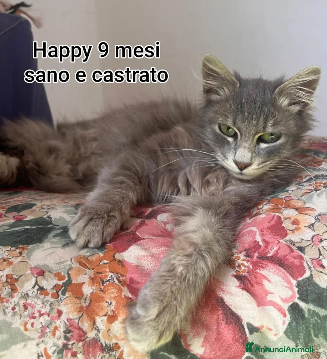 Europeo gatti in regalo: TANTI GATTINI BISOGNOSI  a Provincia di Reggio Emilia - Annuncio 12