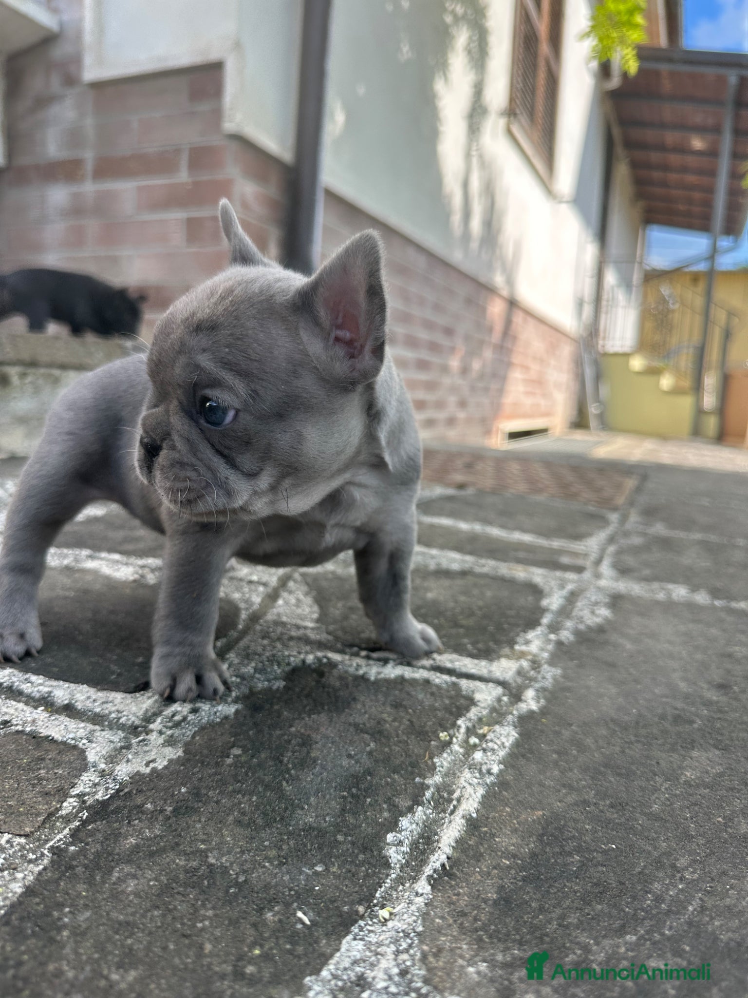 Bulldog Francese cani in vendita: bulldog francese blue e nero tigrato  - Annuncio 2