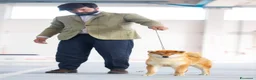 Shiba Inu cani in vendita: Shiba inu - Annuncio 30