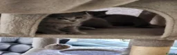 Scottish gatti in vendita: Scotish fold straight  a Città Metropolitana di Venezia - Annuncio 7