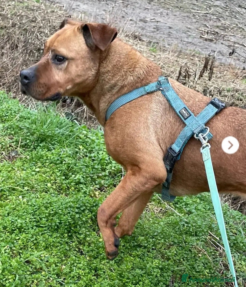 Meticcio cani Zara molossina x 9anni chiusa in box MILANO SOS  - Annuncio 2