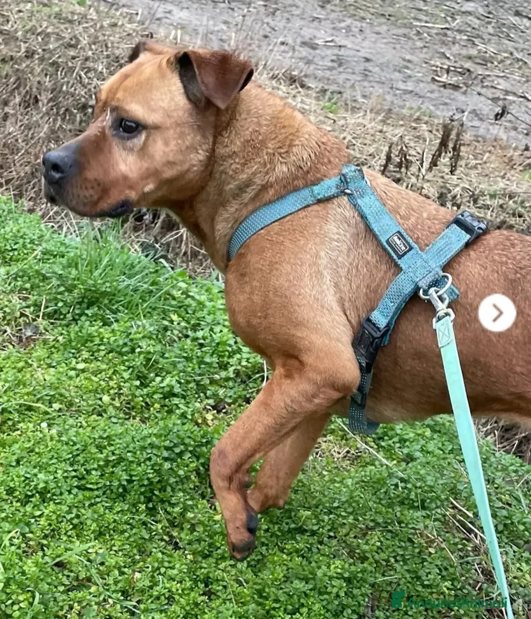 Meticcio cani in regalo: Zara molossina x 9anni chiusa in box MILANO SOS  - Annuncio 1