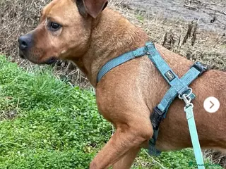 Meticcio cani Zara molossina x 9anni chiusa in box MILANO SOS - Annuncio 2