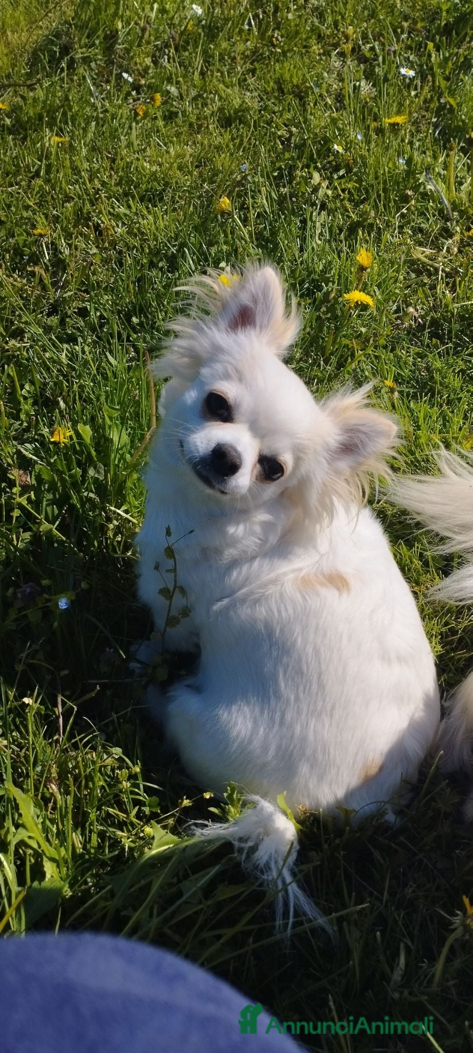 Meticcio cani Cuccioli  - Annuncio 1