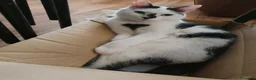 Meticcio gatti in regalo: Ciccio - Annuncio 5