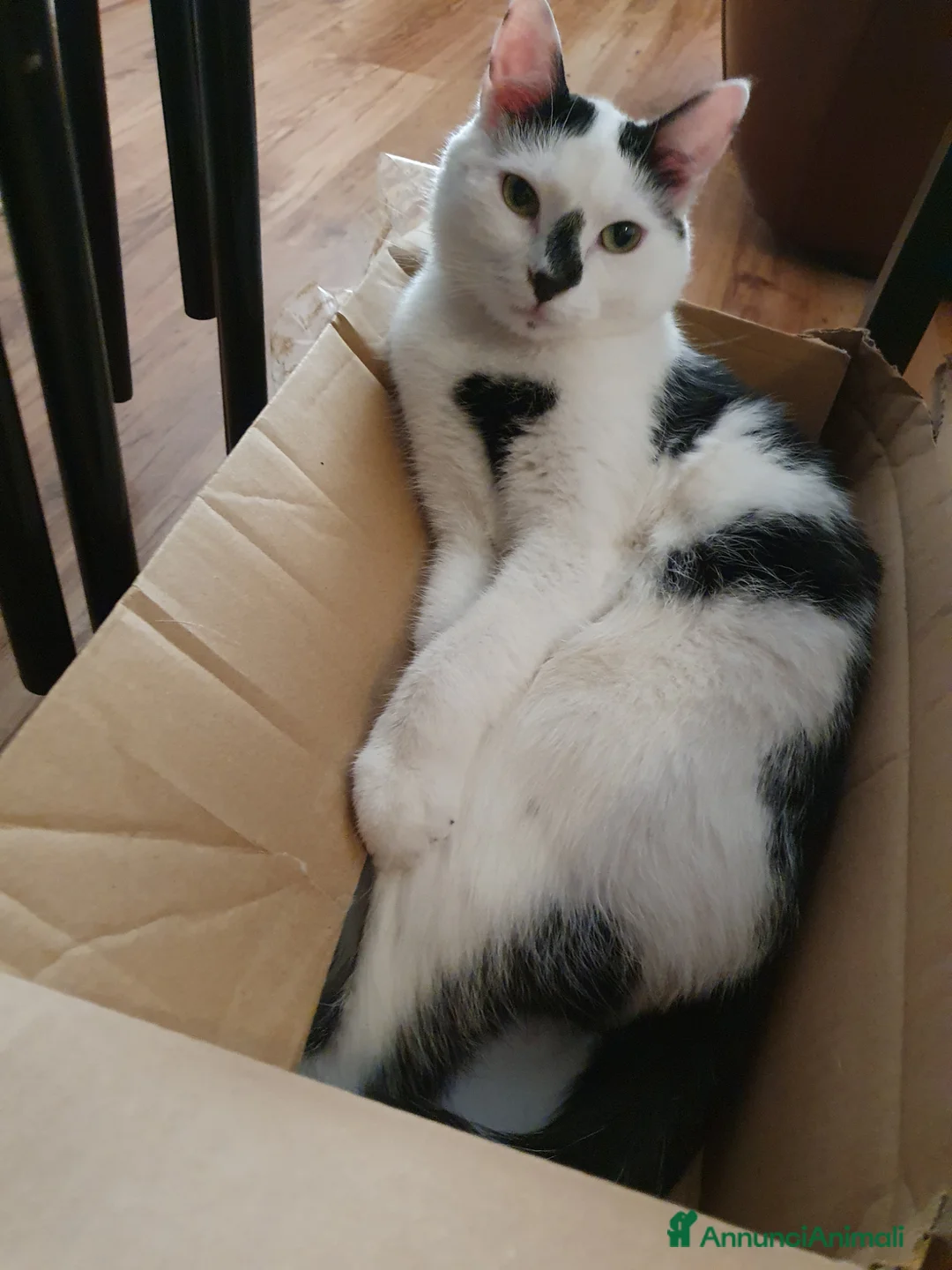 Meticcio gatti in regalo: Ciccio - Annuncio 5