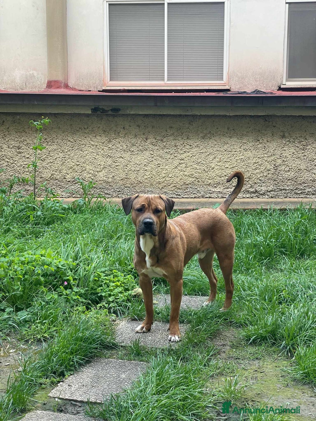 Cane Corso cani in regalo: OSCAR, simpaticissimo MOLOSSINO! - Annuncio 10