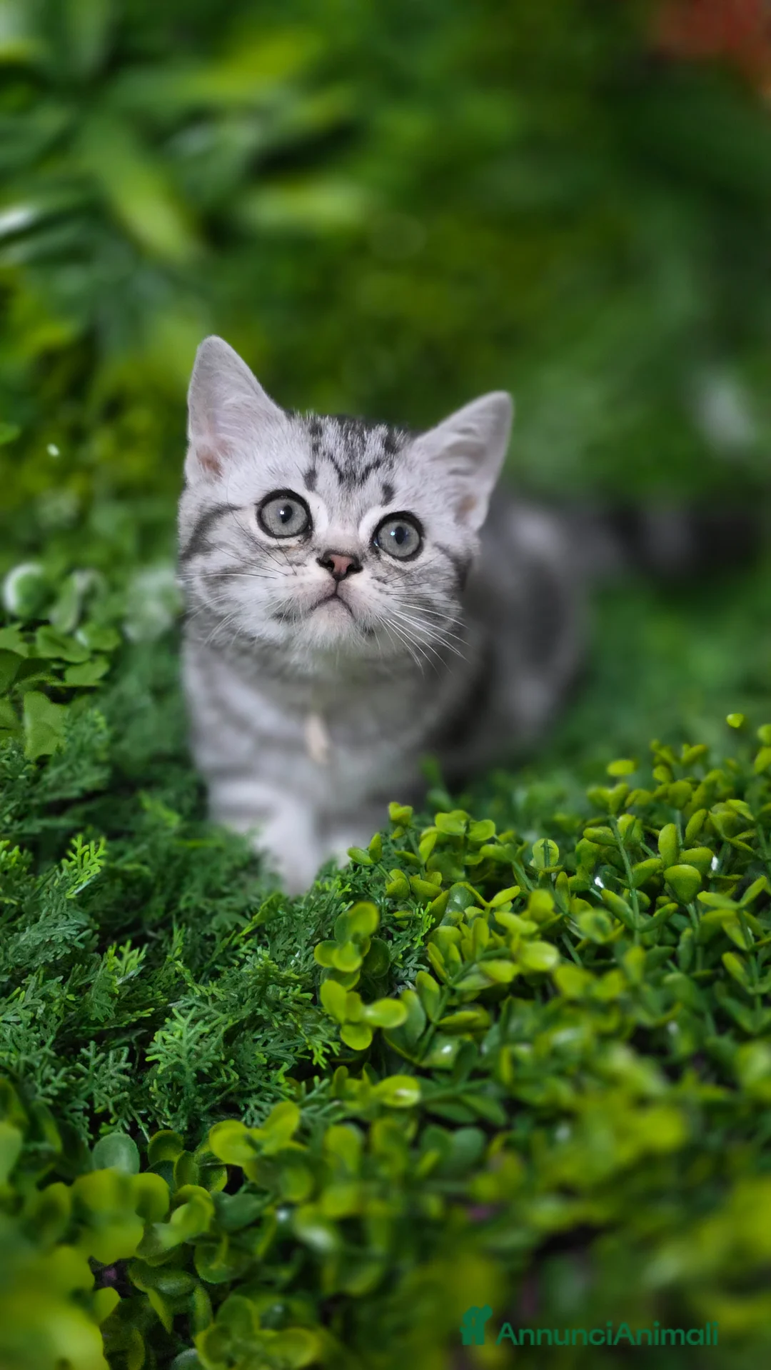 British gatti in vendita: British Shorthair con pedigree  - Annuncio 2