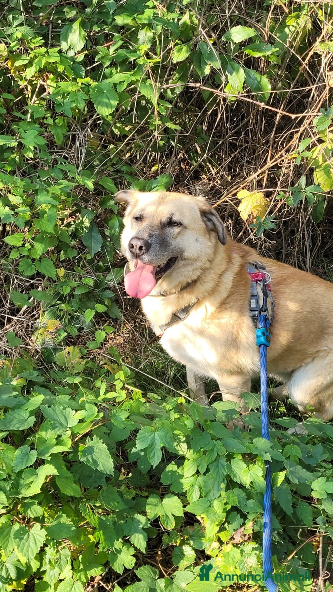 Meticcio cani in regalo: Splendida meticcia - RAJA a Città metropolitana di Milano - Annuncio 7