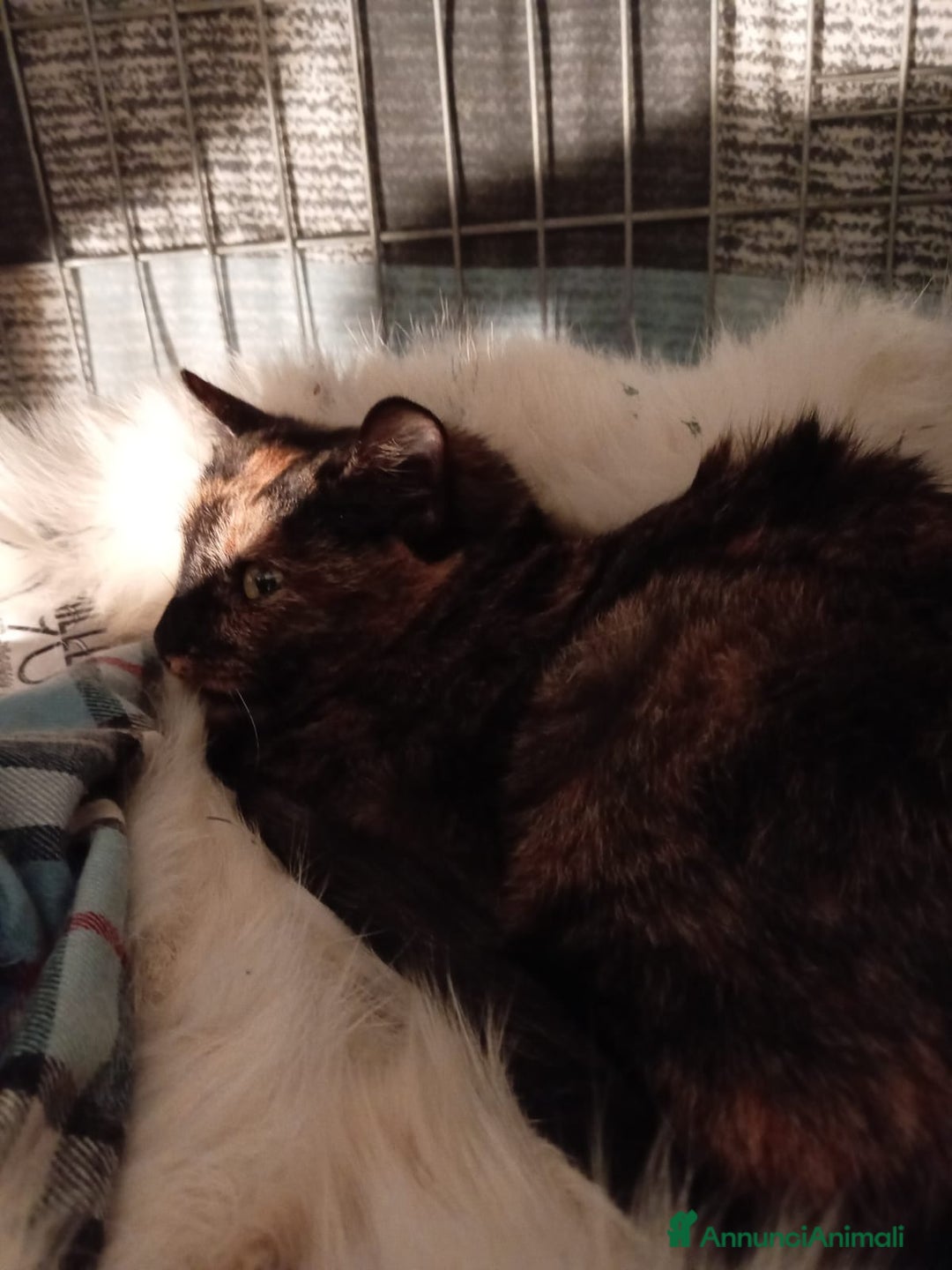 Europeo gatti in regalo: gatta 3 mesi cerca casa❤️ - Annuncio 2