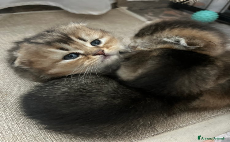 Scottish gatti - Annuncio 1