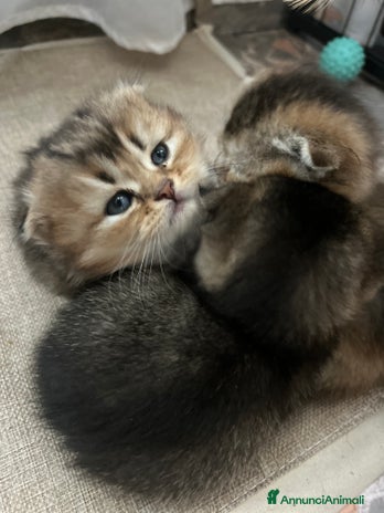 Scottish gatti - Annuncio 1