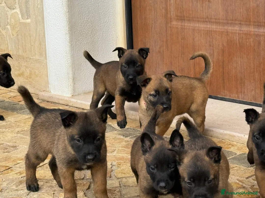 Pastore Belga cani in vendita: Splendidi cuccioli di Pastore Belga Malinois  - Annuncio 12